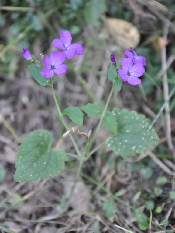 Lunaria annua